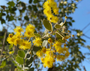 mimoza